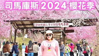 【新竹景點】2024 上帝的部落「司馬庫斯」櫻花滿開🌸（完整記錄） Hsinchu Taiwan