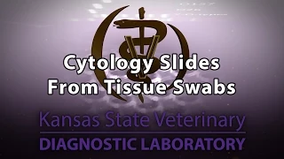 Cytology Slides from Tissue Swabs