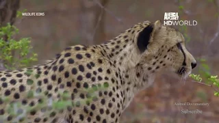 Animal Documentary Wildlife Icons Episode HD