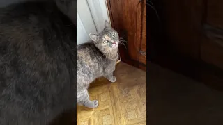 SOUNDS THAT ATTRACT CATS