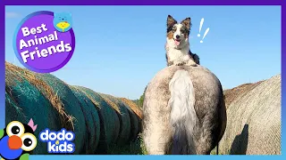 This Dog Is Happiest When He's Riding On Top Of His Horse Friend! | Dodo Kids | Best Animal Friends