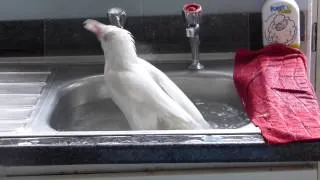 Albino Crow takes a bath