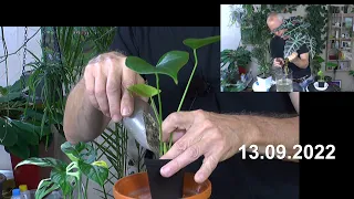 Pflanzenpflege Orchidee Begonie Alocasia Anthurium Monstera Experimente