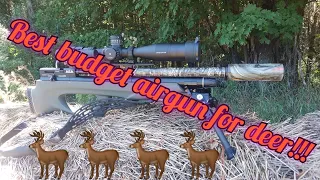 BEST BUDGET AIRGUN FOR DEER!!!