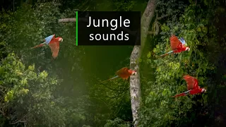 Amazon rainforest waking up - Jungle soundscape