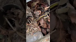 Snake Removal Call - You never know what you may find 🐍