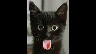 Cats Are Crazy 😹- Cute and Funny Cat Videos 2021 | International Cat