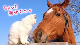 まったりと元競走馬を乗りこなす、保護ニャンコさん♪｜PECO