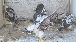 Osaka Peregrine Falcons/2024-05-14/ 5th feeding and flapping