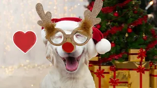 Funny Dogs on Christmas compilation 2022 || PETASTIC 🐾