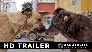 Streuner - Unterwegs mit Hundeaugen Trailer Deutsch