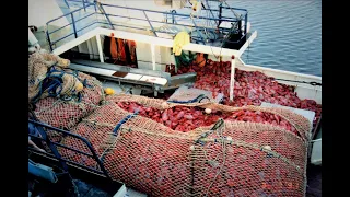 Stories From The Orange Roughy Fishery - The Greatest Boom and Bust in Australia's Fishing History.