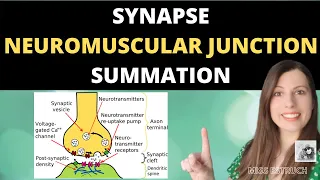 Synapses, Neuromuscular Junction and Summation.  Cholinergic and inhibitory synapses.