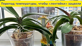 Перепад температуры для цветения орхидей / Заставить орхидею цвести