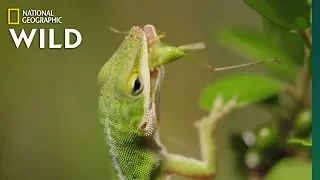 Lizard Looking For Food | Nat Geo WILD