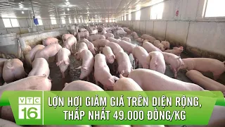 Lợn hơi giảm giá trên diện rộng, thấp nhất 49.000 đồng/kg | VTC16