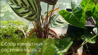 Обзор моих комнатных растений. Часть 2, Май 2023