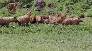 Male lion keeps over 15 hyenas at bay