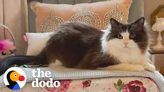 This Cat's Apartment Is Cuter Than Yours | The Dodo