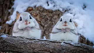 エゾモモンガの一コマ「お友だちとまったりします」