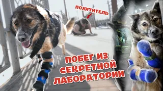 Пёс попал в СЕКРЕТНУЮ лабораторию и ушёл на НОВЫХ лапах!