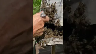 Роение пчел