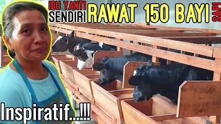 Wanita Hebat,!!! Tanpa Rasa Lelah BESARKAN 150 ekor Bayi Sapi Susu Seorang Diri...