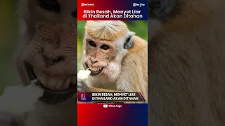 Bikin Resah, Monyet Liar di Thailand Akan Ditahan#Short Video