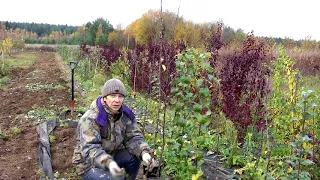 Товарные саженцы яблони за один сезон! Питомник с нуля