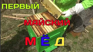 Сколько Майского Мёда в ульях на откачку???сколько мы откачаем Мёда?