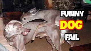 Best Funny Dog Fails July 2017 (Part 1) || Best Fails Compilation By FailADD