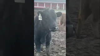Cows screaming with voice effects!🐮🐮 #animals #animalsdoingthings #cuteanimals #shorts #animallife