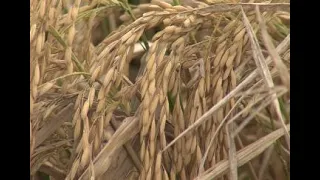 Ratoon rice harvest finished with fields being flooded for crawfish