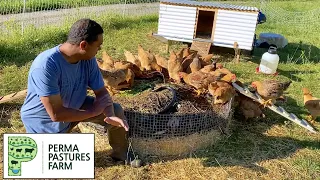 Mistakes Made With This Chicken/Compost System