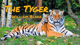 Best Poem Ever Written | The Tyger by William Blake