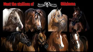 Visit with our Oklahoma stallions!