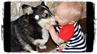 Дети и Животные - Это Любовь | Kids and Animals - This is Love #518