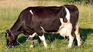 ‼️Продаю таки корову 🐮Гарна корівка👍🥛‼️ які плани ⁉️