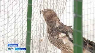 1 апреля во всем мире отмечают День птиц