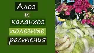 Алоэ и каланхоэ- полезные растения