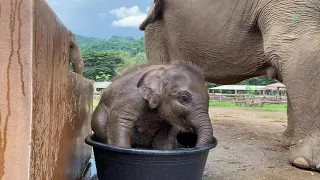 Cuteness Alert! Baby Elephant Wan Mai First Time in Bathtub - ElephantNews