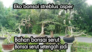 DERETAN BAHAN BONSAI SERUT  SAMPAI BONSAI SETENGAH JADI LAPAK BONSAI MAS EKO RAJA SERUT