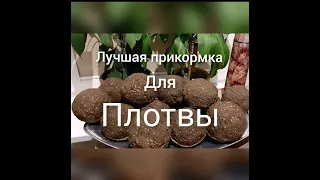 Лучшая прикормка для плотвы на Чудском озере