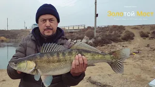 Арнасай. Золотой мост. 27.11.2022г. Огромный Судак!