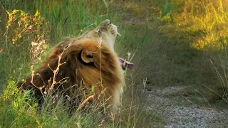 ДВОЕ В ДОЗОРЕ! Матерые львы следят за прайдом вожака! Дело к ночи! Тайган