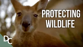 Protecting All Forms Of Life | Outback Rangers | Ep 10 | Documentary Central
