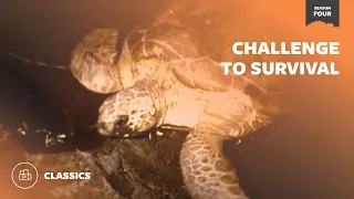 Challenge to Survival | Mutual of Omaha's Wild Kingdom