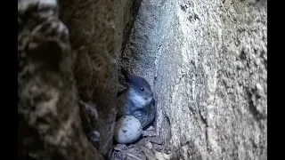 Little Guillemot Chick Sneezes