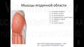 Мышцы задней поверхности таза и бедра. Запись 2022 12 29 08 52 12