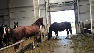 Закупка лошади 🐎